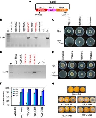 FungalBraid 2.0: expanding the synthetic biology toolbox for the biotechnological exploitation of filamentous fungi
